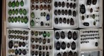 Scarabaeidae Receiving 23