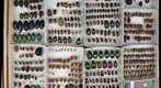 Scarabaeidae Receiving 24