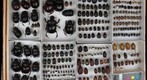 Scarabaeidae Receiving 25