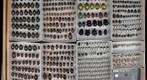 Scarabaeidae Receiving 26