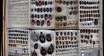 Scarabaeidae Receiving 27
