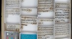 Elmidae 3 & Dryopidae 1