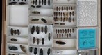 Elateridae 4