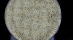 Sand from Virginia Beach, Virginia