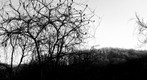 Winter Woods