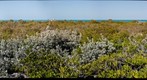Gaulin Cay 1