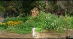 Garden in Willits
