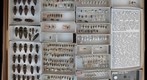 Elateridae 10