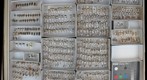 Elateridae 12