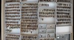 Elateridae 15