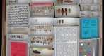 Elateridae 20
