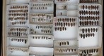Elateridae 21
