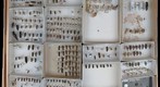 Elateridae Receiving 2