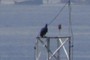Urubu - vulture