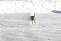 Dog's Rear End