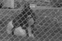dogs