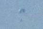 paraglider