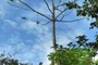 Tree Sloths, Panama