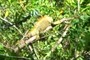 Iguana