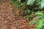Leaf cutter Ants