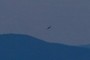 Bird in Flight
