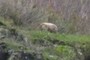 Grizzly Bear 