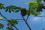 Tree Sloth