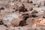 Petrified wood