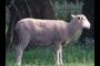 Sheep at Dubbo Salesyards