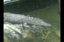 Crocodile