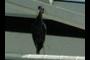 The Watcher