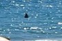 Shark!!!!!!