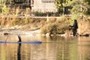 Paddle Boards