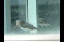 Birds under glass