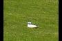 Gull