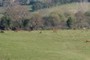 Ganaderia de Vacas de raza Asturiana