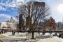 Survivor Tree - 9/11 Memorial