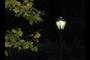 lamp &amp; leaves
