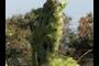 Opuntia Cactus