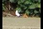 litterbug