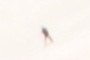 skier high on the mountain