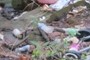 General Litter