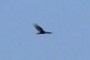 Distant Bird