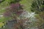 Beauty of Spring
