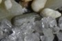 Sea urchin spine?