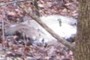 Deer Carcass