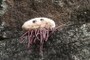 Mr E. coli