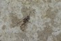 Bonus wasp