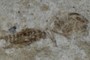 What is this critter?