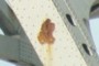 Rust